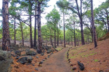 Manzara hiking Trail Gr131 Ruta de los Volcanes La Palma Adası, İspanya.