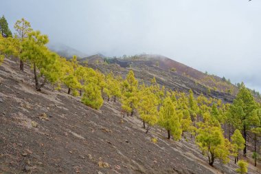 Manzara hiking Trail Gr131 Ruta de los Volcanes La Palma Adası, İspanya.