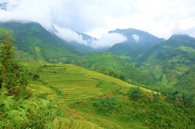 Teraslı pirinç tarlalarının hasat sezonu, Muong Hoa Vadisi, Kuzey Vietnam yer alan Sappa