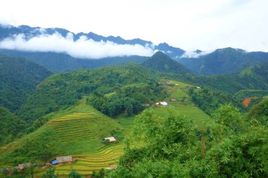 Teraslı pirinç tarlalarının hasat sezonu, Muong Hoa Vadisi, Kuzey Vietnam yer alan Sappa