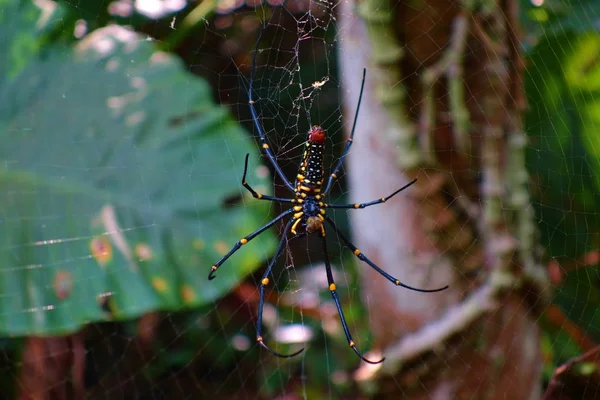 巨型森林蜘蛛 Pilipes 人的面孔蜘蛛 以美丽和完善的网在 Linmei Shihpan 足迹的足迹在礁溪 北台湾 — 图库照片