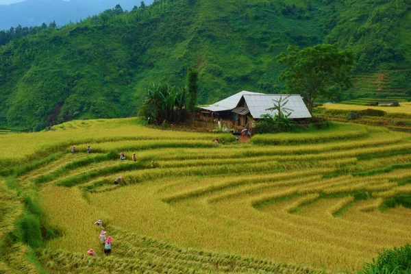 Terasových Rýžových Polí Období Sklizně Muong Hoa Valley Sappa Severním — Stock fotografie