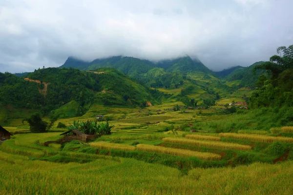 Reisterrassenfelder Der Erntezeit Muong Hoa Tal Sappa Norden Vietnams — Stockfoto