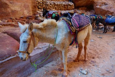Eski rock city Petra Ürdün'de Ürdün'bulunan bir turistik olarak terk edilmiş