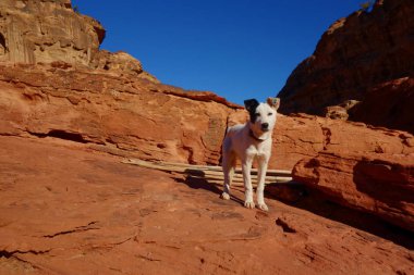 Eski rock city Petra Ürdün'de Ürdün'bulunan bir turistik olarak terk edilmiş