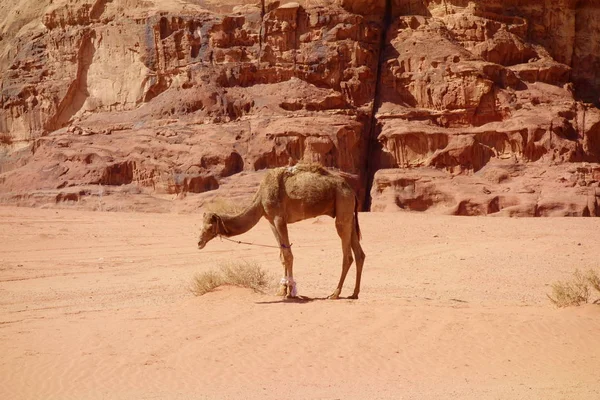 Chameau Sauvage Jordanie Moyen Orient — Photo