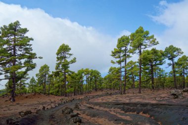 Manzara hiking Trail Gr131 Ruta de los Volcanes La Palma Adası, İspanya.