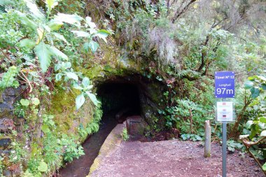 Derin dağlar ve defne orman Los Tilos gizli şelaleler önde gelen iz hiking tabiatı denilen Naciente Marcos ve Corderos, La Palma, Canarias