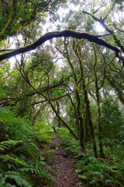Anaga korunan ve tropikal orman Kanarya Adaları, Tenerife, Ispanya, Avrupa gizli