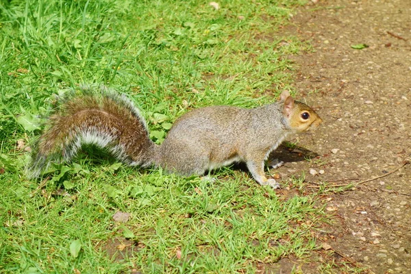 Grey Squirrel Posing Photo Nottingham University Park — Stock Photo, Image