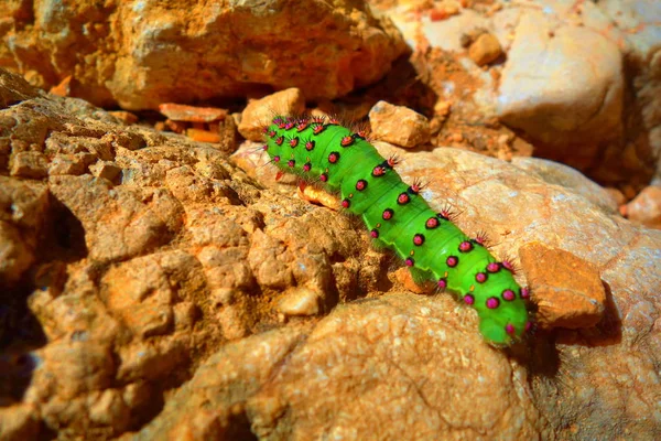 Una Polilla Emperador Caterpillar Saturnia Pavonia Parque Nacional Calanques Francia —  Fotos de Stock