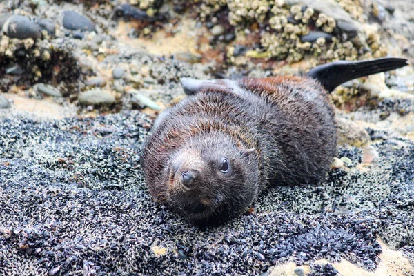 Nueva Zelanda Isla Sur Tasmania Pupone Bahía Oro Cape Farewell — Foto de Stock