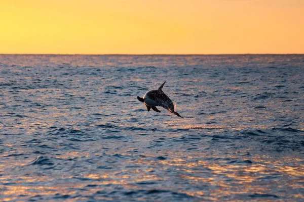 Nova Zelândia Ilha Sul Canterbury Baía Sul Kaikoura Passeio Golfinhos — Fotografia de Stock