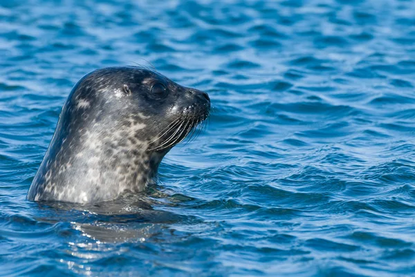 イギリス スコットランド ハイランド スカイ島 シール海で泳ぐ — ストック写真