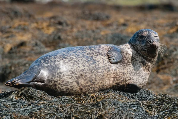 イギリス スコットランド ハイランド スカイ島 スカイ島ダンヴェーガン城付近でシールします — ストック写真