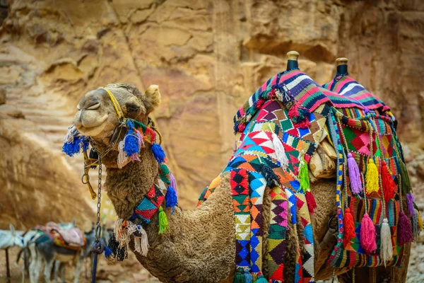 Κυβερνήσεως Περιοχή Πέτρα Ιορδανία Καμήλα Όμορφα Διακοσμημένα — Φωτογραφία Αρχείου