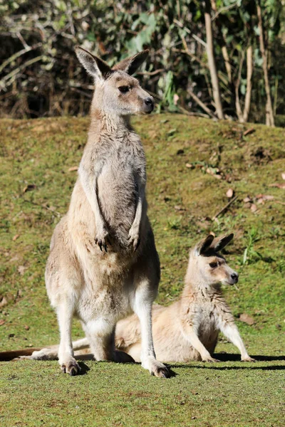 Austrálie Tasmánie Tasmánský Ďábel Památkově Chráněný Park Klokan — Stock fotografie