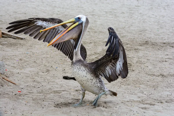 Pelican Drying Outspread Wet Wings Breeding Ground National Park Islas — Stock Photo, Image