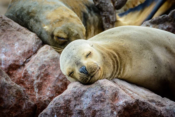 Peru Ica Pisco Islas Ballestas Selos Adormecidos Rochas Por Costa — Fotografia de Stock