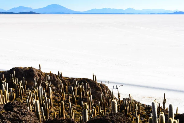 ボリビア Departamento Potos ウユニ イスラインカワシ 塩の島にサボテンの表示します — ストック写真