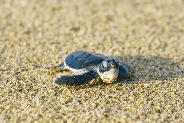 Żółw Piasku Plaży — Zdjęcie stockowe