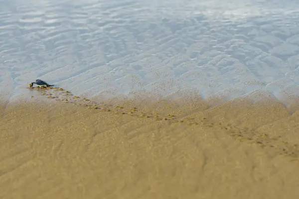 해변에서 바다에가 거북이 — 스톡 사진