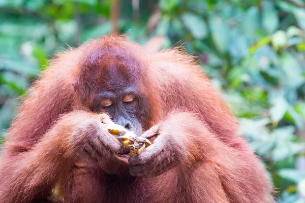 Крупным Планом Орангутанга Поедающего Банан — стоковое фото