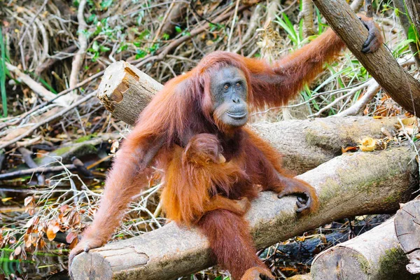 Indonezja Kalimantan Borneo Kotawaringin Barat Tanjung Obstawić National Park Orangutany — Zdjęcie stockowe
