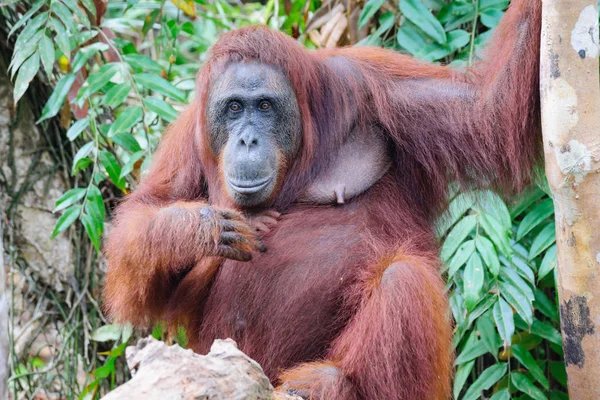 Fechar Orangotango Feminino Árvores — Fotografia de Stock