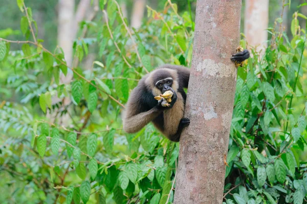 Gibboro Barba Bianca Gibbon Hylobates Albibis Tronco Albero Nella Foresta — Foto Stock