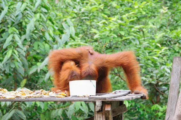 Orangutan Com Cabeça Balde — Fotografia de Stock