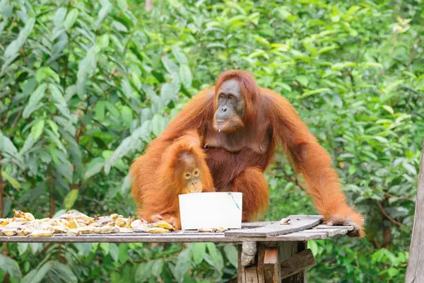 Indonesia Kalimantan Borneo Kotawaringin Barat Tanjung Puting National Park Orangutanes — Foto de Stock