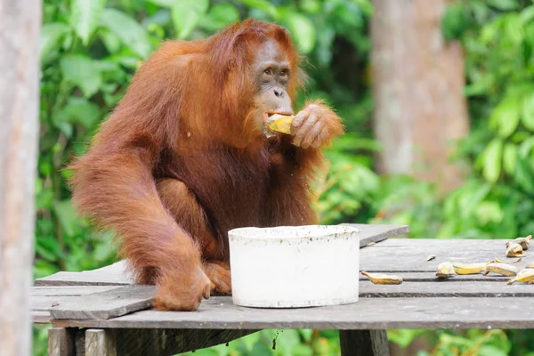 Orangutan Comer Bananas Sentado Construção Madeira Floresta Verde — Fotografia de Stock