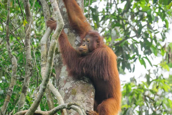 Manliga Orangutang Pongo Pygmaeus Hängande Gröna Träd Naturliga Livsmiljö — Stockfoto