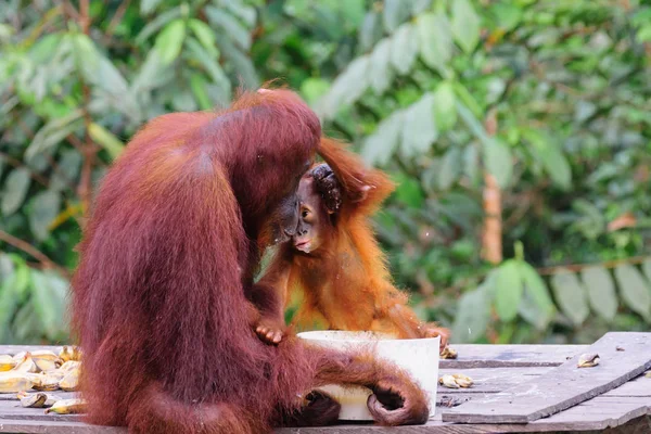 Indonésia Kalimantan Bornéu Kotawaringin Barat Tanjung Puting National Park Orangotango — Fotografia de Stock