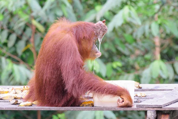 Orangután Agua Potable Vista Lateral — Foto de Stock