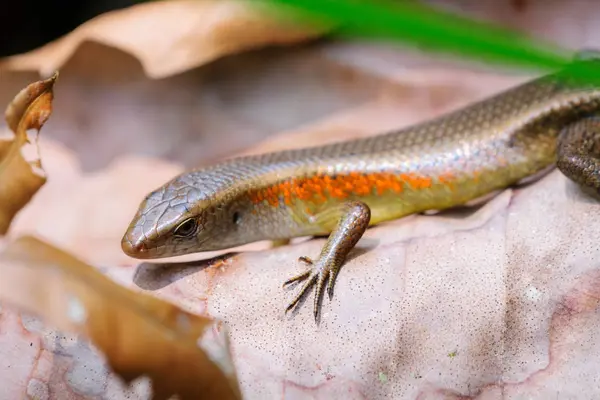 Indonesië Kalimantan Borneo Kotawaringin Barat Tanjung Puting National Park Close — Stockfoto