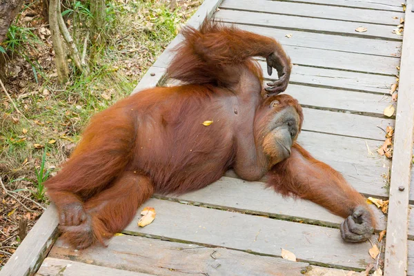 Orangutan Vleže Dřevěné Konstrukce Lese Pohled — Stock fotografie