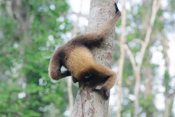 Gibbon Barba Branca Hylobates Albibis Tronco Árvore Visão Traseira — Fotografia de Stock