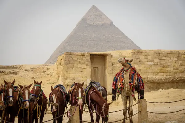 Египет Гиза Gouvernement Гиза Лошадей Верблюдов Пирамиды Гизы — стоковое фото