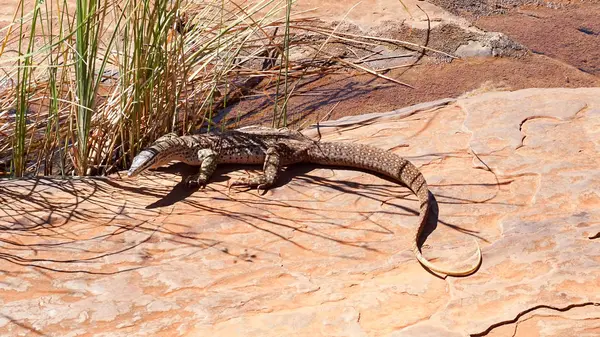 澳大利亚 西澳大利亚 Karijini 在荒芜的地形上的科莫多龙的特写 — 图库照片