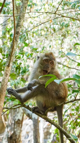 Monkey Tree Mangrove Forest — Stock Photo, Image