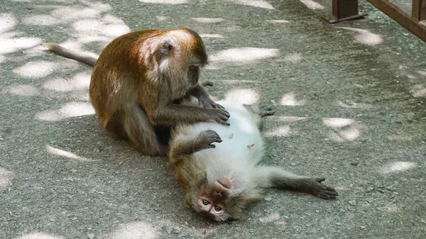 Malaysia Kedah Langkawi Ein Affe Startet Einen Anderen Mangrovenwald Kilim — Stockfoto