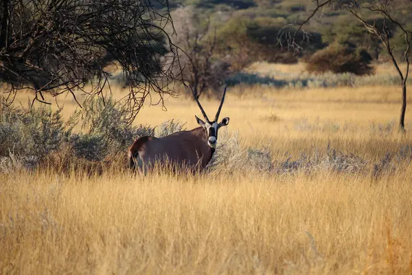 Namibia Okapuka Rancho Safari Game Drive Oryx Antílope —  Fotos de Stock