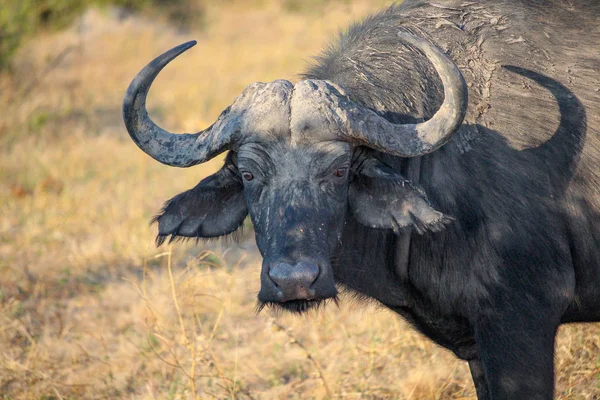 Botswana Chobe Nemzeti Park Játék Hajt Safari Chobe Folyó Mentén — Stock Fotó