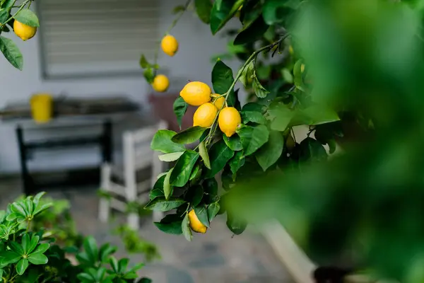 Grecia Attica Athina Limoni Sull Albero Sulla Terrazza — Foto Stock