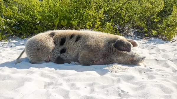 Bahamas Great Exuma Pig Island Gris Liggande Strand Sand — Stockfoto