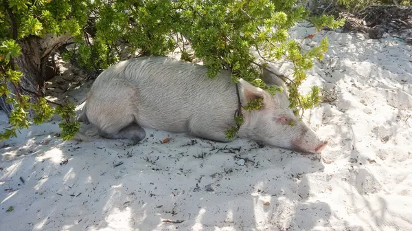 Bahamas Gran Exuma Isla Cerdo Cerdo Tirado Arena Playa — Foto de Stock