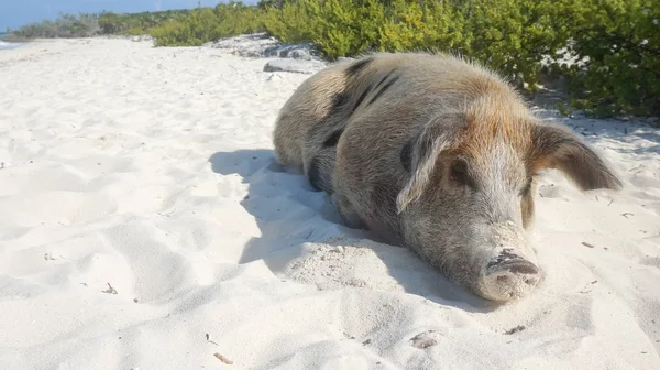 Bahamas Gran Exuma Isla Cerdo Cerdo Tirado Arena — Foto de Stock