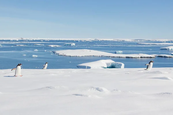 Antarktida Zasněženou Krajinu Tučňáci Ledové Zátoce — Stock fotografie